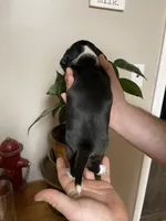 processed/7eca067b-4cdc-43b8-964e-983ae96c9384/listing/abcc32f3-82ab-46c5-98f2-b7bbeae4f1e9/7a529796-9613-40e2-8e5d-6eeaea9e5a82