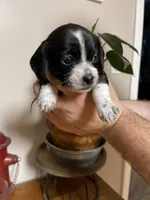 processed/7eca067b-4cdc-43b8-964e-983ae96c9384/listing/abcc32f3-82ab-46c5-98f2-b7bbeae4f1e9/cf57ccba-0bf0-4a42-a9ac-a6aa8f87d6a6