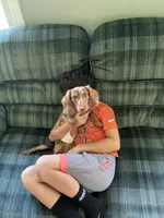Reduced , a male Miniature Dachshund for sale in North Clarendon, VT – 2 of 3