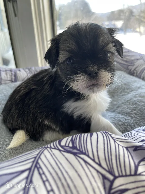 Petunia Shinese, a female Pekingese and Shih Tzu for sale in North Clarendon, VT – Photo 1 of 2