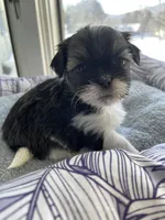 Petunia Shinese, a female Pekingese and Shih Tzu for sale in North Clarendon, VT – Photo 1 of 2