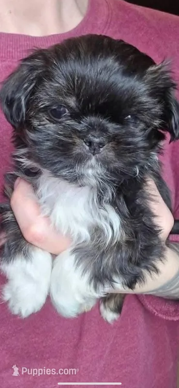 Clyde Shinese , a male Pekingese and Shih Tzu for sale in North Clarendon, VT – Photo 1 of 2