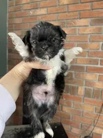 Clyde Shinese , a male Pekingese and Shih Tzu for sale in North Clarendon, VT – Photo 2 of 2