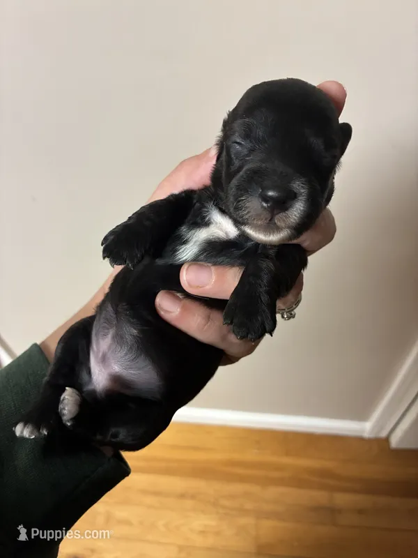 Kiwi  – Miniature Dachshund puppy for sale in North Clarendon, VT