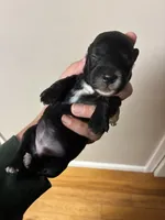 Kiwi , a female Miniature Dachshund for sale in North Clarendon, VT – 1 of 4