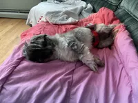 Imperial Shih Tzu, a male Shih Tzu for sale in North Clarendon, VT – Photo 4 of 6