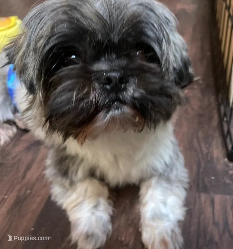 Imperial Shih Tzu