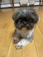 Imperial Shih Tzu, a male Shih Tzu for sale in North Clarendon, VT – Photo 6 of 6