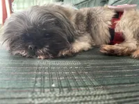 Imperial Shih Tzu, a male Shih Tzu for sale in North Clarendon, VT – Photo 5 of 6