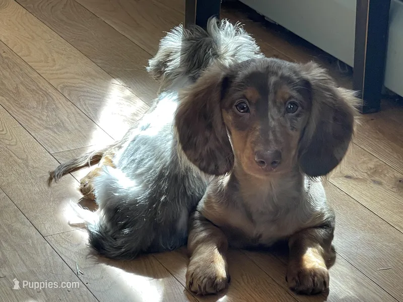 Willy, a male Miniature Dachshund for sale in North Clarendon, VT – Photo 1 of 1