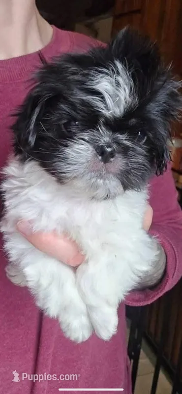Oreo Shinese, a male Pekingese and Shih Tzu for sale in North Clarendon, VT – Photo 1 of 1