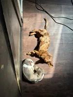 Reduced , a male Miniature Dachshund for sale in North Clarendon, VT – 3 of 3