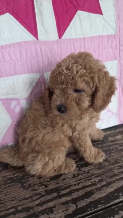 Buddy, a male Poodle - Toy  for sale in Bowling Green, KY – 4 of 5
