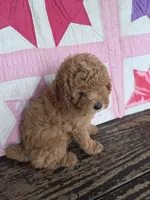 Buddy, a male Poodle - Toy  for sale in Bowling Green, KY – 2 of 5