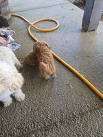Buddy, a male Poodle - Toy  for sale in Bowling Green, KY – 3 of 5