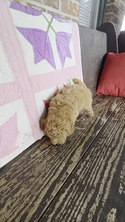 Buddy, a male Poodle - Toy  for sale in Bowling Green, KY – 5 of 5