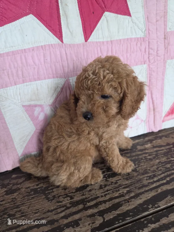 Buddy – Poodle - Toy  puppy for sale in Bowling Green, KY