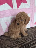Buddy, a male Poodle - Toy  for sale in Bowling Green, KY – 1 of 5