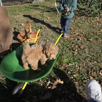 Missy, a female Poochon for sale in Bowling Green, KY – 9 of 10
