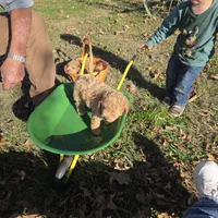 Missy, a female Poochon for sale in Bowling Green, KY – 8 of 10