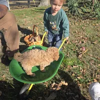 Missy, a female Poochon for sale in Bowling Green, KY – 7 of 10