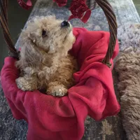 Missy, a female Poochon for sale in Bowling Green, KY – 1 of 10