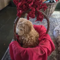 Missy, a female Poochon for sale in Bowling Green, KY – 5 of 10