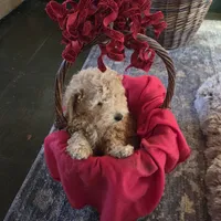 Missy, a female Poochon for sale in Bowling Green, KY – 6 of 10