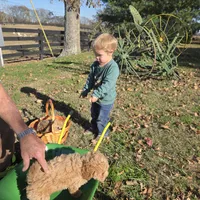 Missy, a female Poochon for sale in Bowling Green, KY – 2 of 10