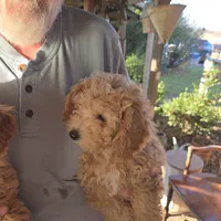 Missy, a female Poochon for sale in Bowling Green, KY – 3 of 10