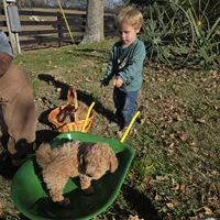 Missy, a female Poochon for sale in Bowling Green, KY – 4 of 10