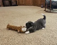 Blue, a male Border Collie for sale in Springtown, TX – Photo 4 of 7