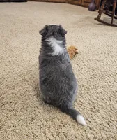 Blue, a male Border Collie for sale in Springtown, TX – Photo 7 of 7