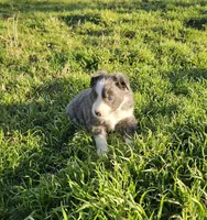 Blue, a male Border Collie for sale in Springtown, TX – Photo 5 of 7