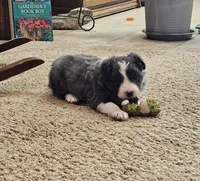 Blue, a male Border Collie for sale in Springtown, TX – Photo 2 of 7