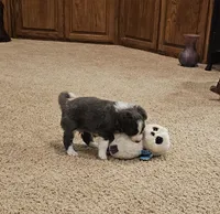 Blue, a male Border Collie for sale in Springtown, TX – Photo 1 of 7