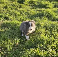 Blue, a male Border Collie for sale in Springtown, TX – Photo 3 of 7
