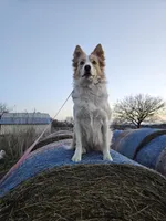 Blue, a male Border Collie for sale in Springtown, TX – Photo 9 of 10