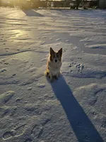 Blue, a male Border Collie for sale in Springtown, TX – Photo 10 of 10