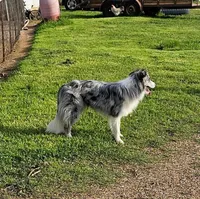 Blue, a male Border Collie for sale in Springtown, TX – Photo 8 of 10