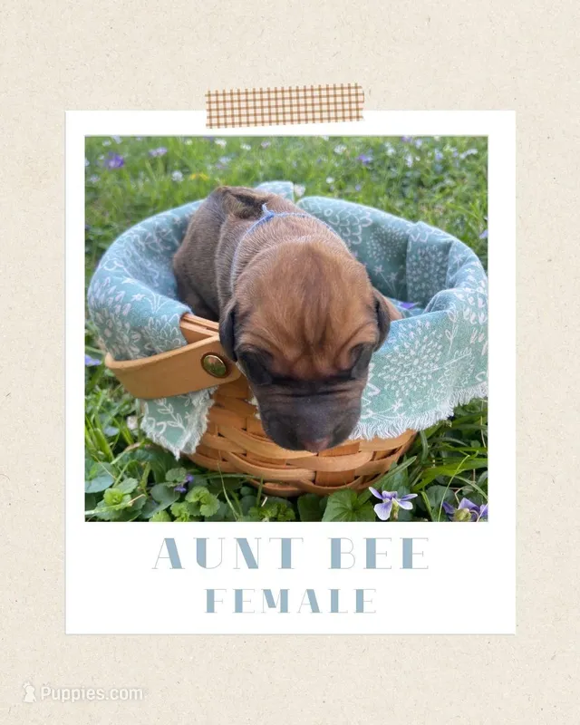 Aunt Bee – Rhodesian Ridgeback puppy for sale in Clever, MO