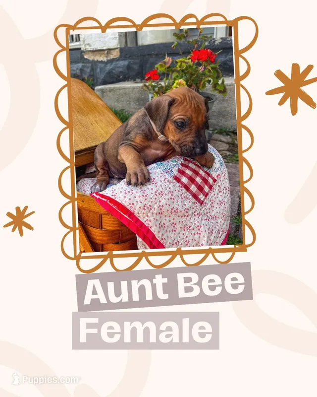 Aunt Bee – Rhodesian Ridgeback puppy for sale in Clever, MO
