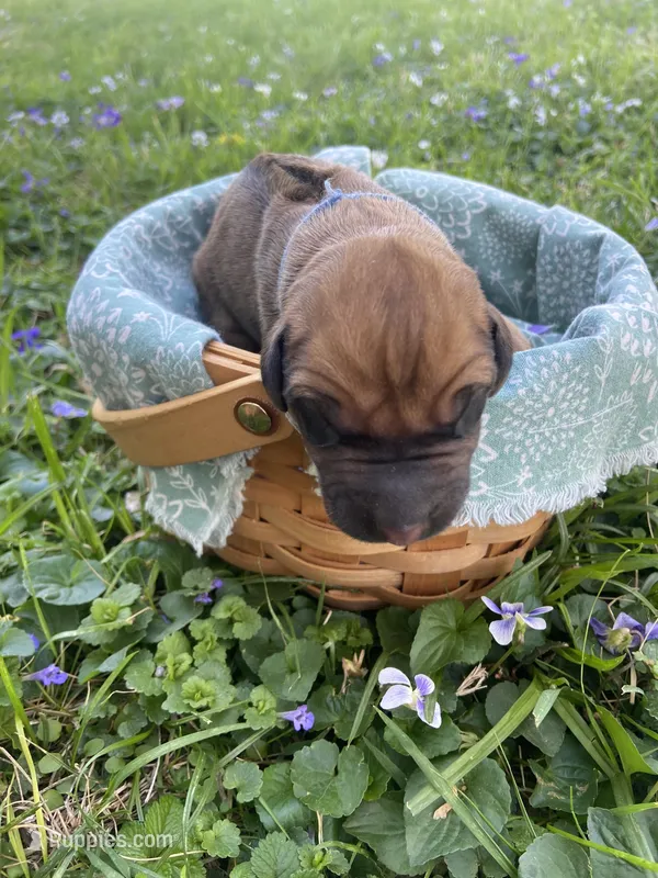 Gray – Rhodesian Ridgeback puppy for sale in Clever, MO