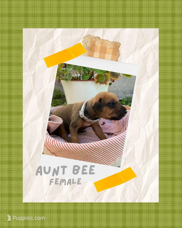 Aunt Bee – Rhodesian Ridgeback puppy for sale in Clever, MO