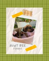 Aunt Bee, a female Rhodesian Ridgeback for sale in Clever, MO – 3 of 4
