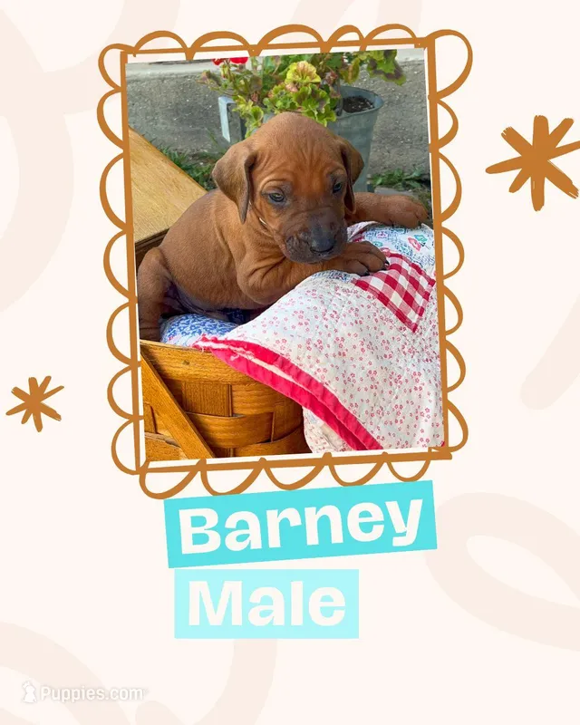 Barney – Rhodesian Ridgeback puppy for sale in Clever, MO