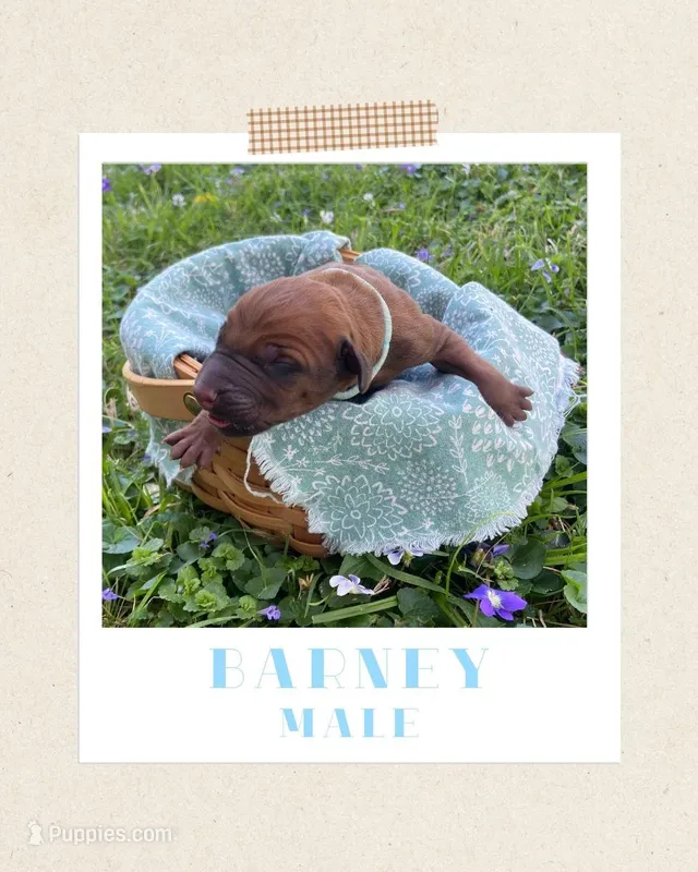 Barney – Rhodesian Ridgeback puppy for sale in Clever, MO