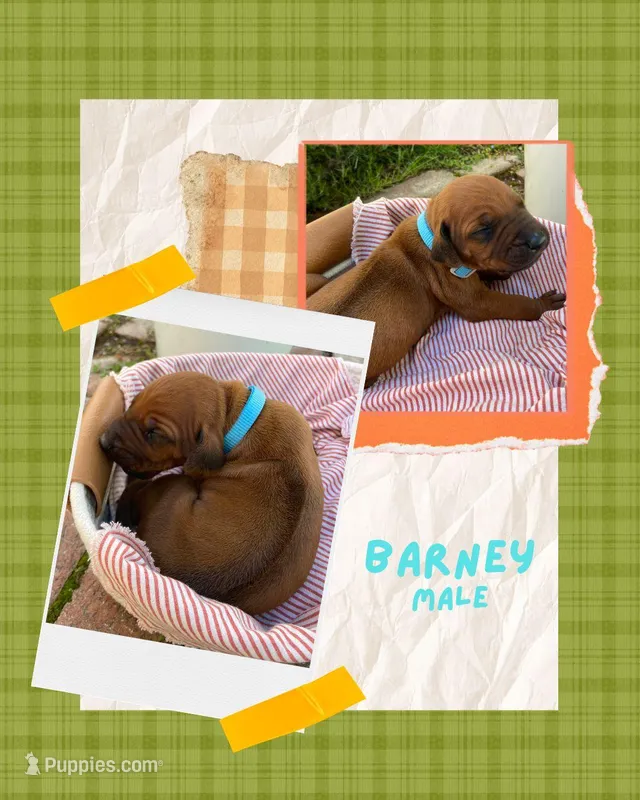Barney – Rhodesian Ridgeback puppy for sale in Clever, MO