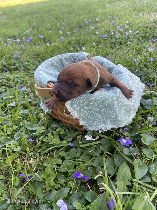 Light Blue – Rhodesian Ridgeback puppy for sale in Clever, MO