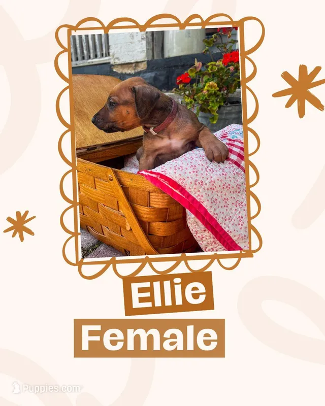 Ellie – Rhodesian Ridgeback puppy for sale in Clever, MO